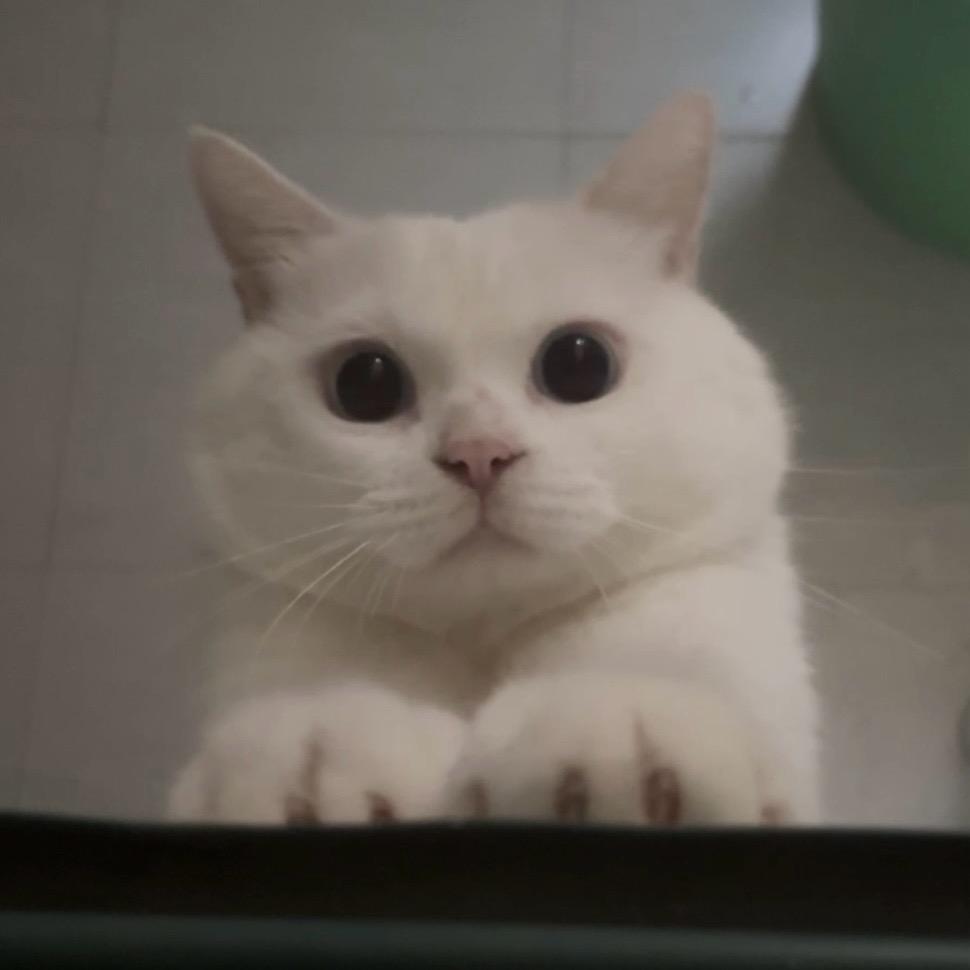 美味猫猫堡