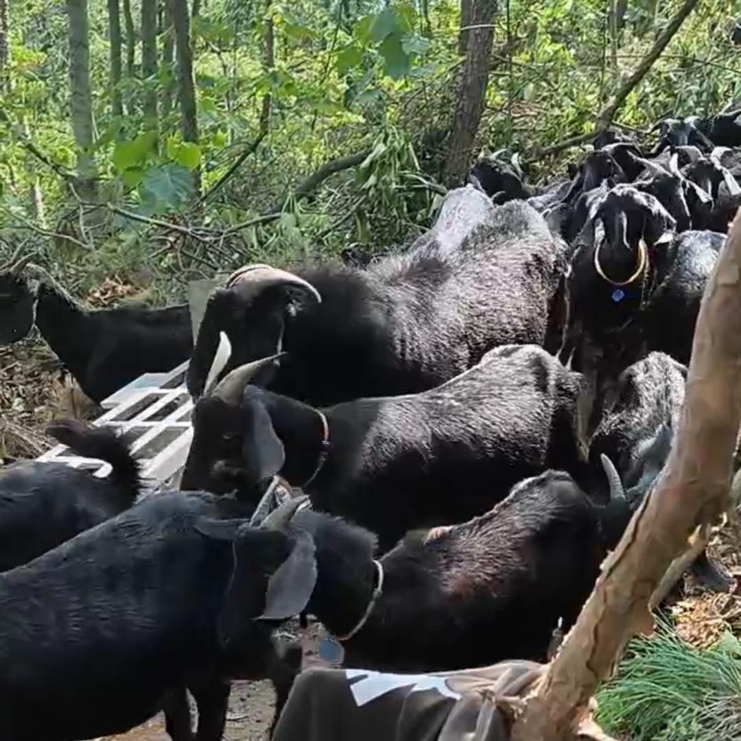 乡下小羊哥