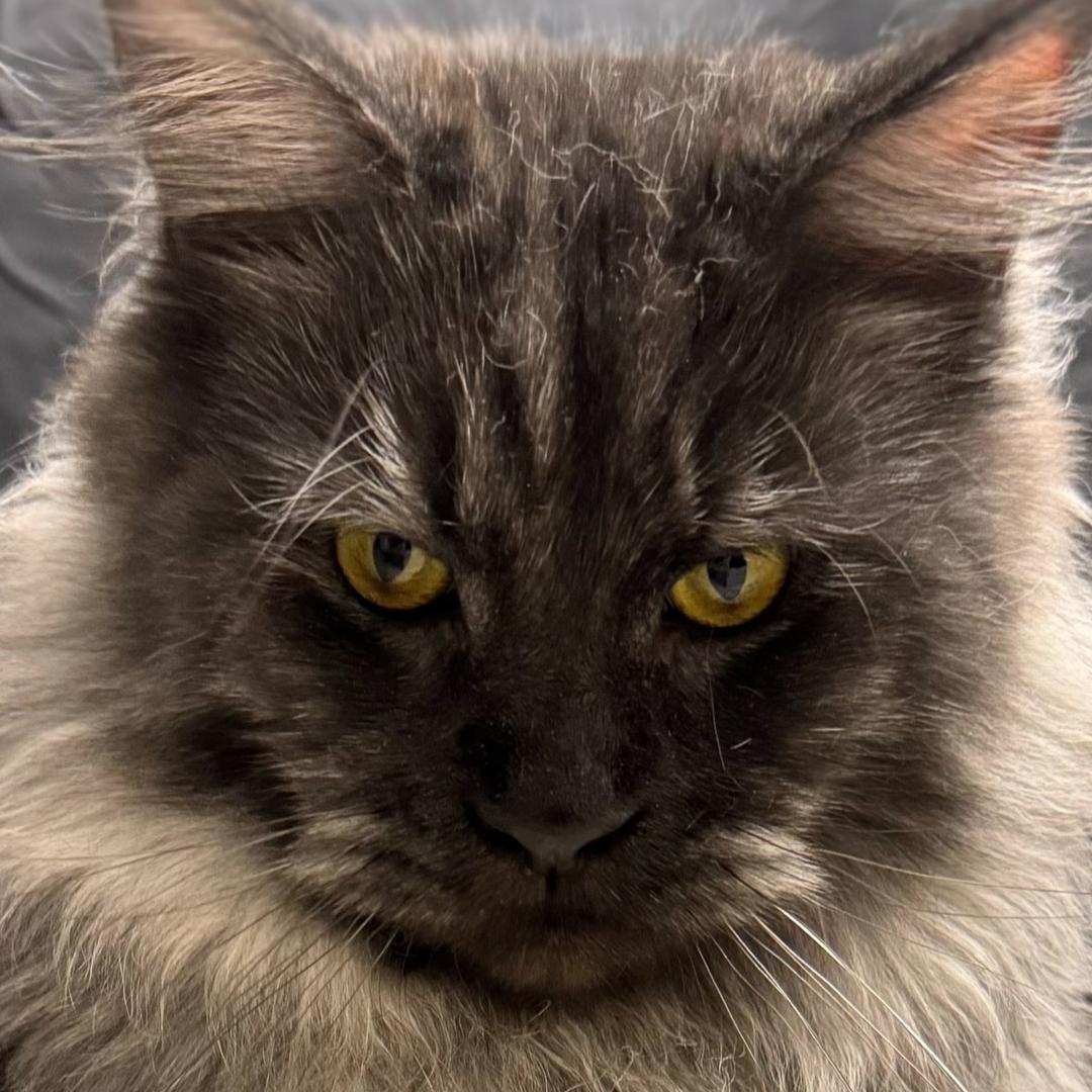 成都瞳宝的缅因猫（全色系猫舍接借配）