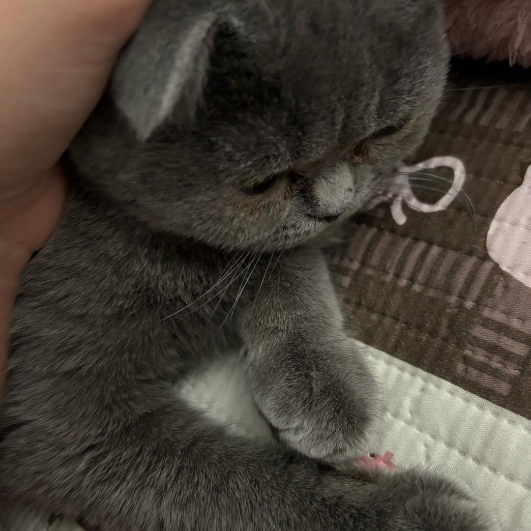 金嗓子喉片