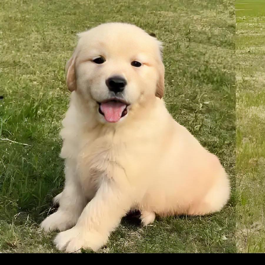 聊城小唐养猛犬（狗市收狗记）