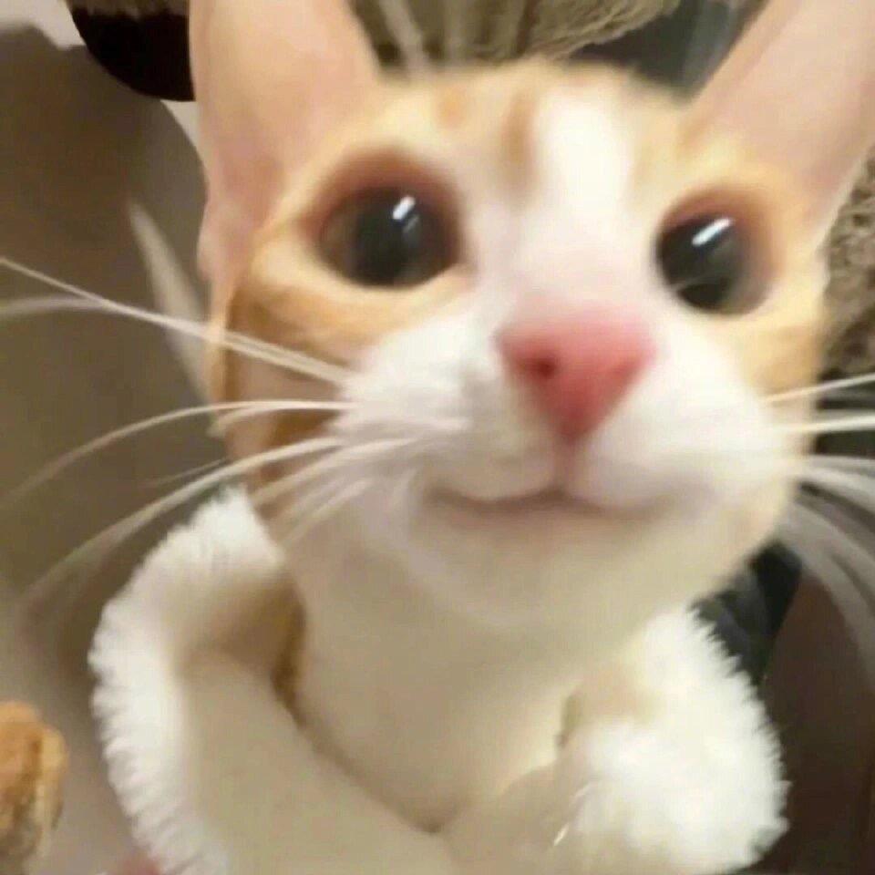 🌈染染（黄子欧皇护体🌟）