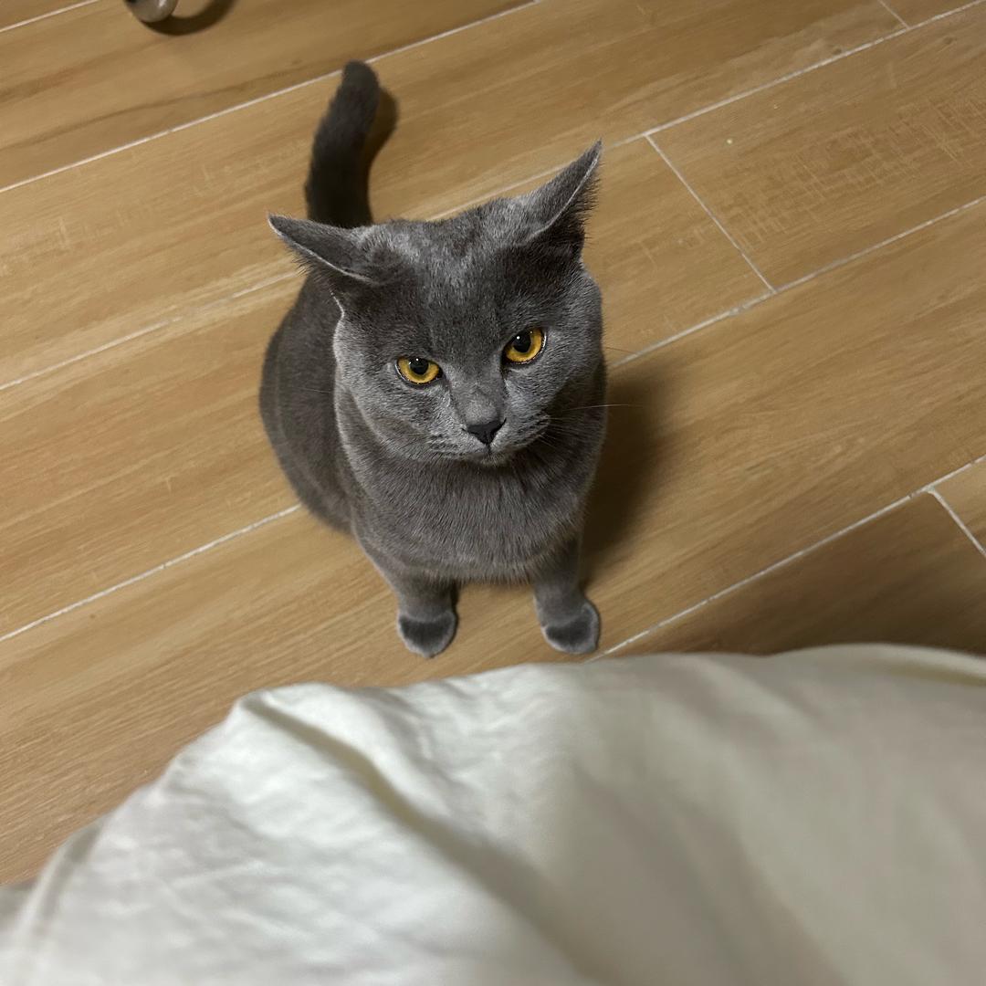 天狼星