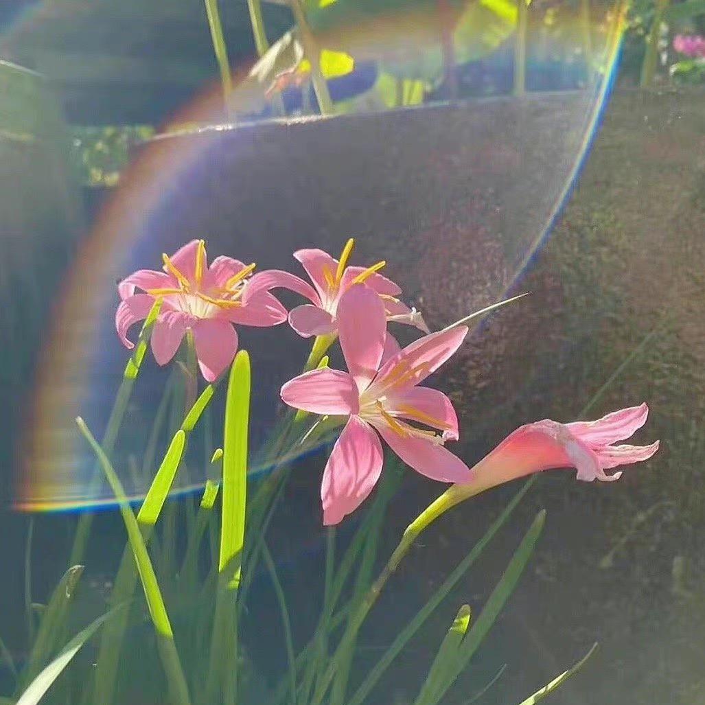 这里有棵糖葫芦树头像