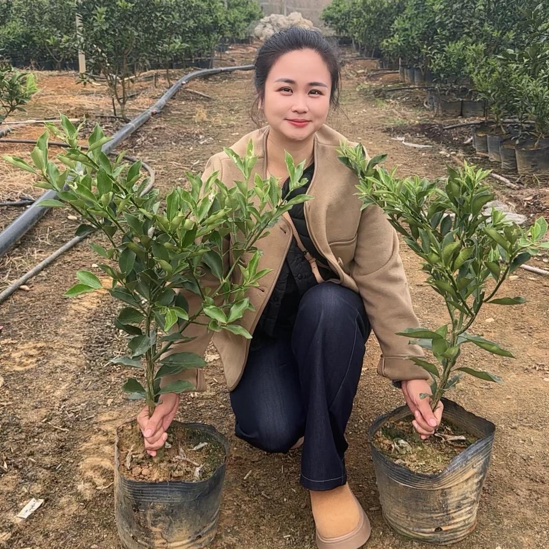 广西荔浦苗翠花。