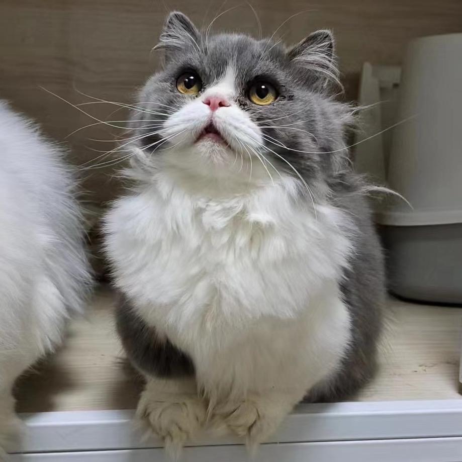 次个糯米团子啵