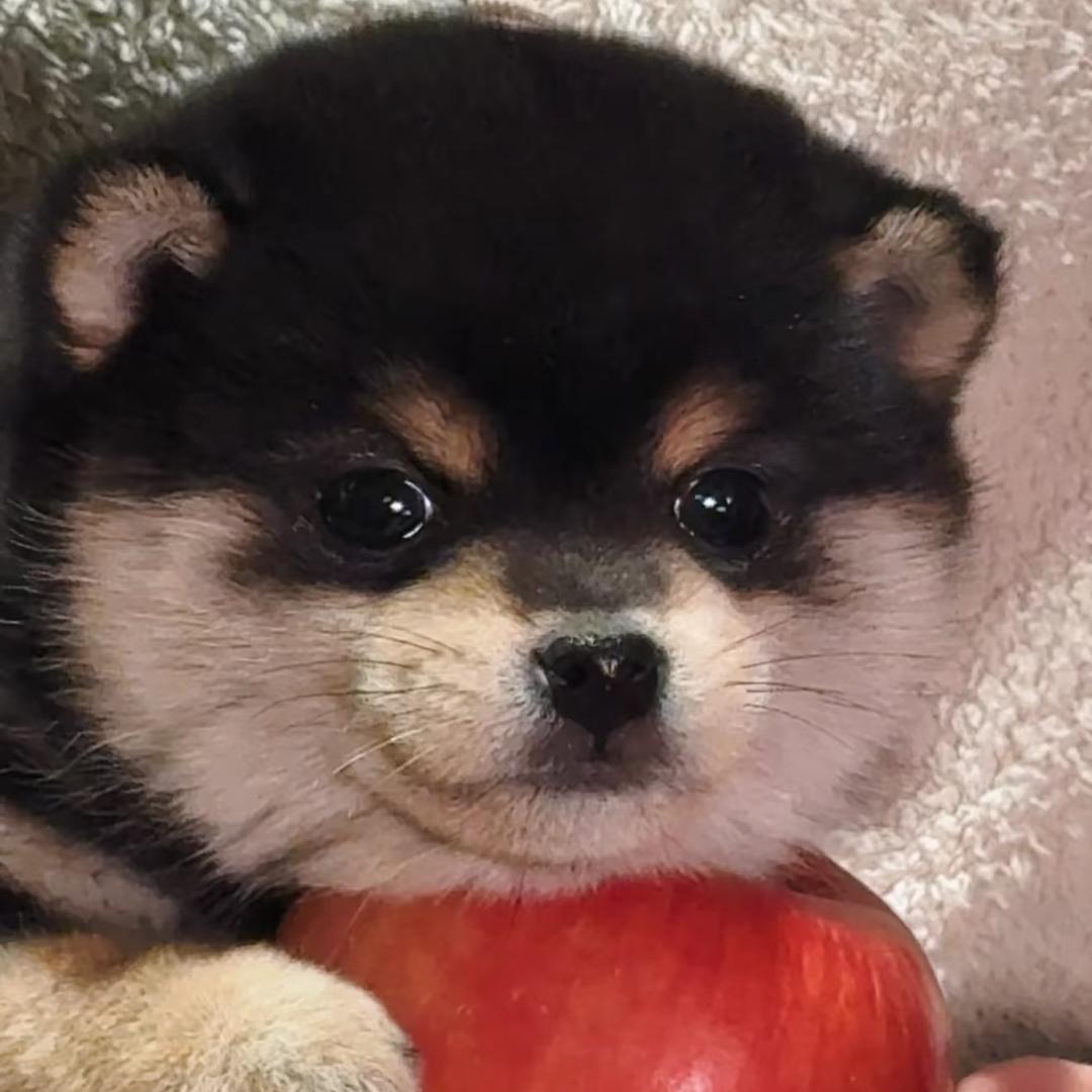 瑶一瑶的柴（梦动宠物）