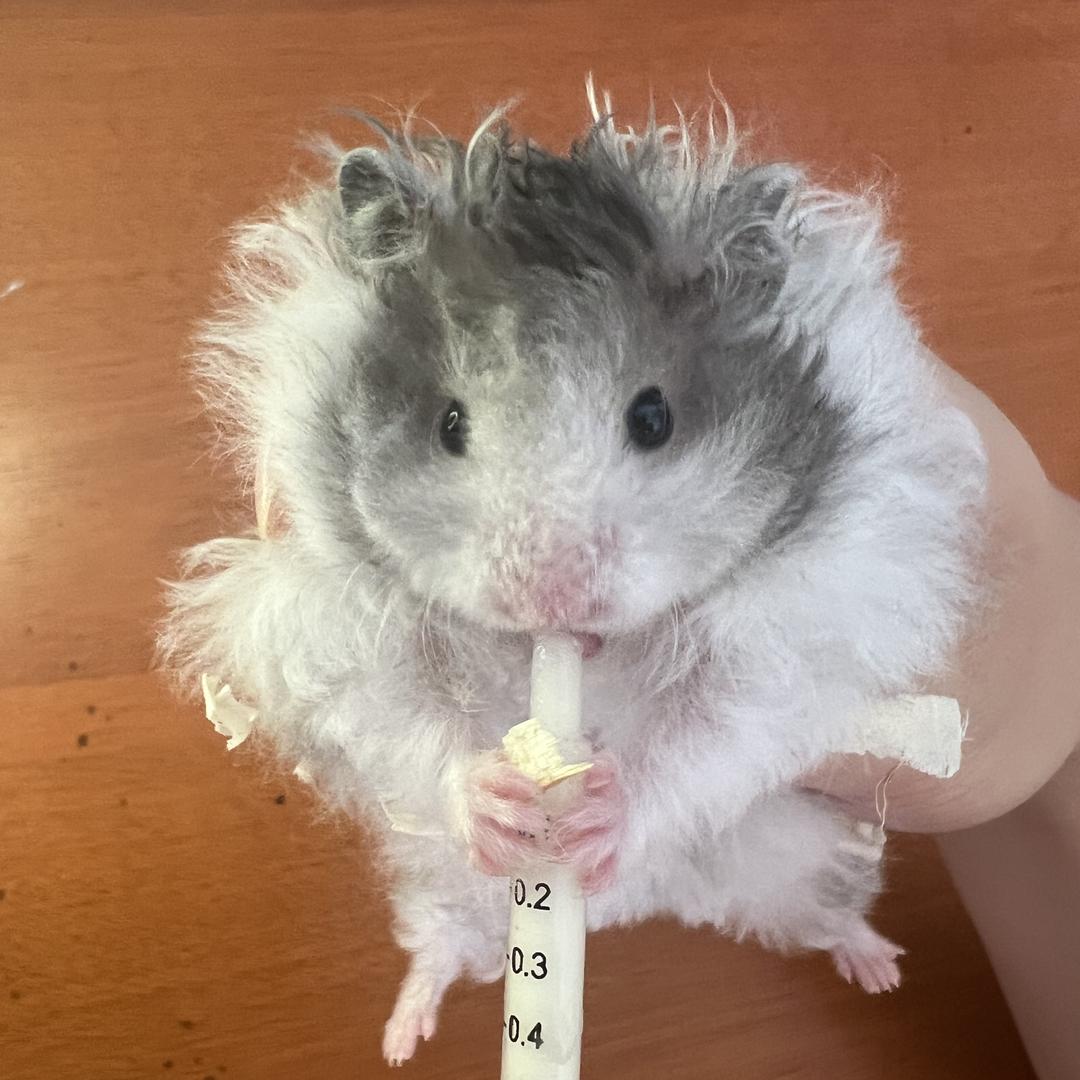 鼠兄鼠妹宠物用品店1