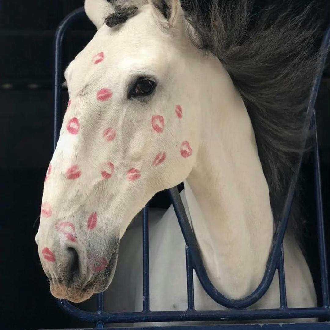 西凹木