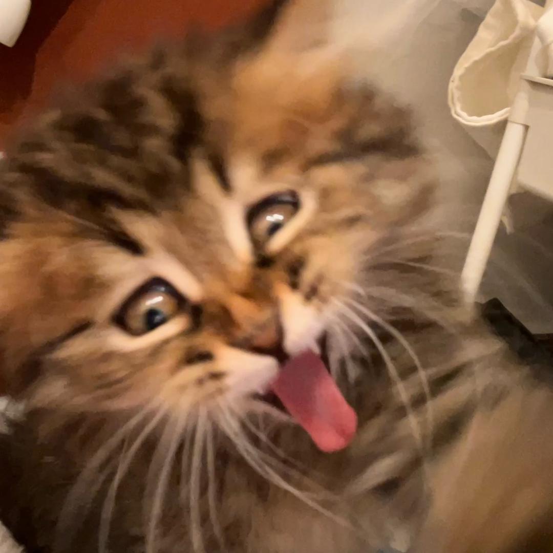 Yyyy