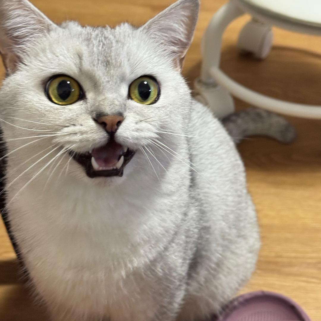 梓慕