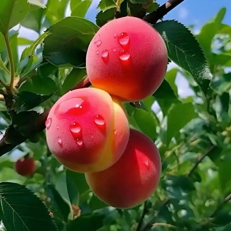 优优果果