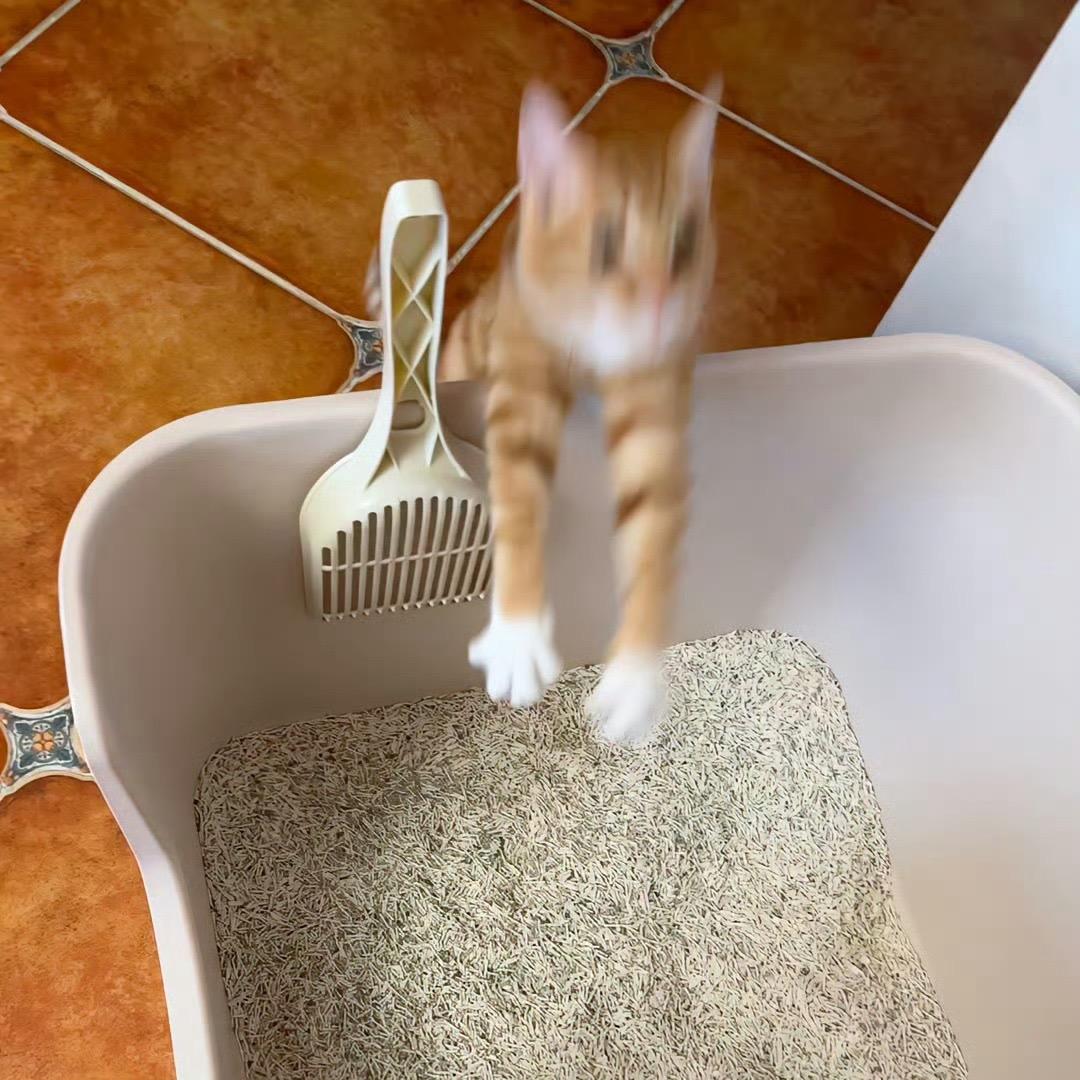 鱼鱼