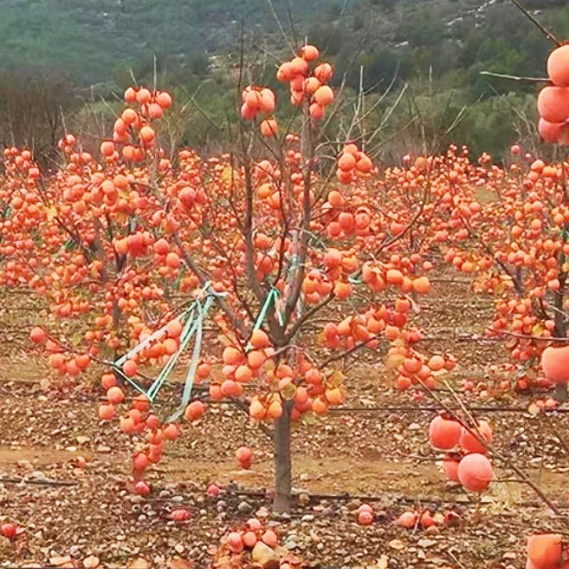 林创果树苗木专营店