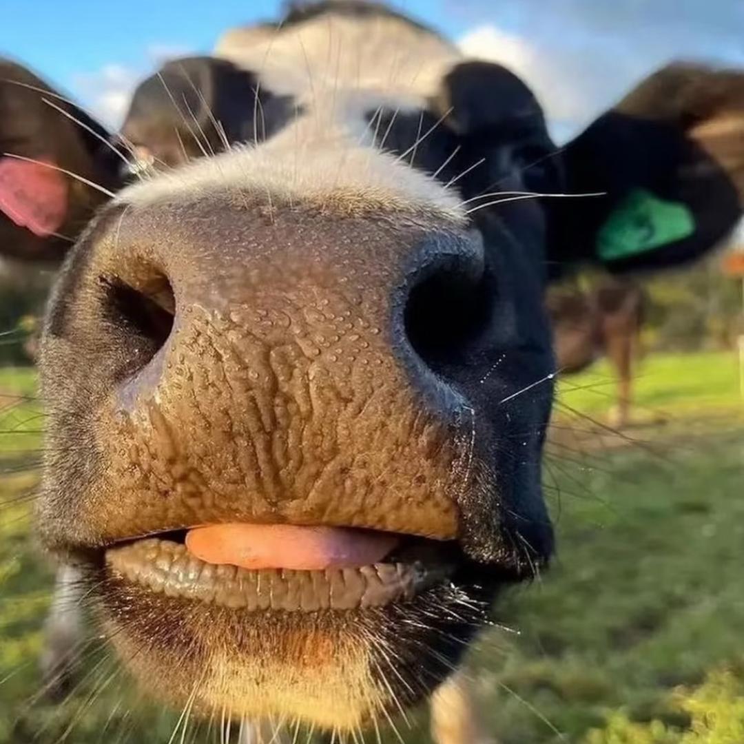 小牛牛🐮