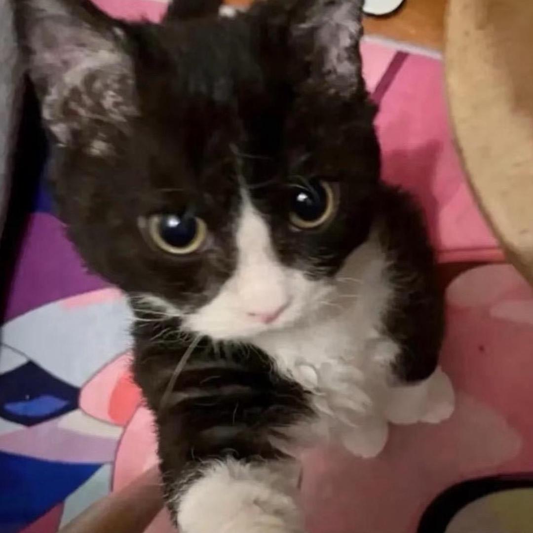 雄鹰般的男人🦅