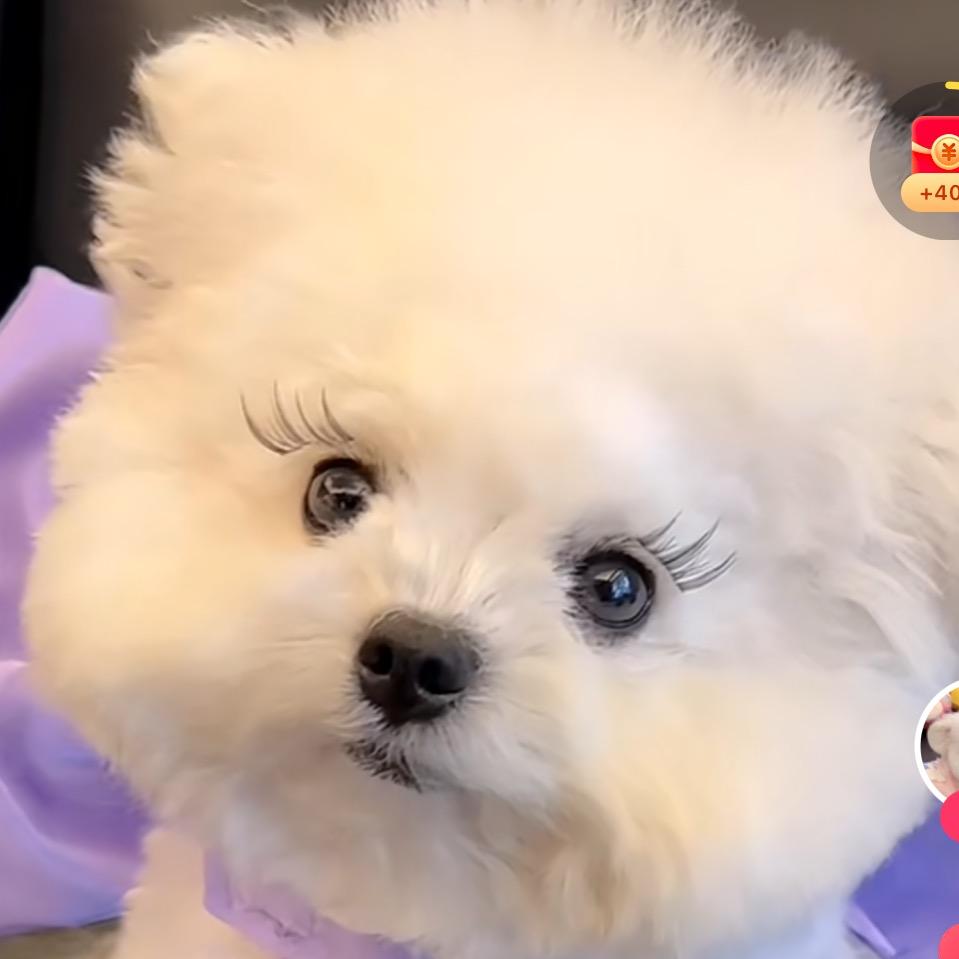 比熊兜兜