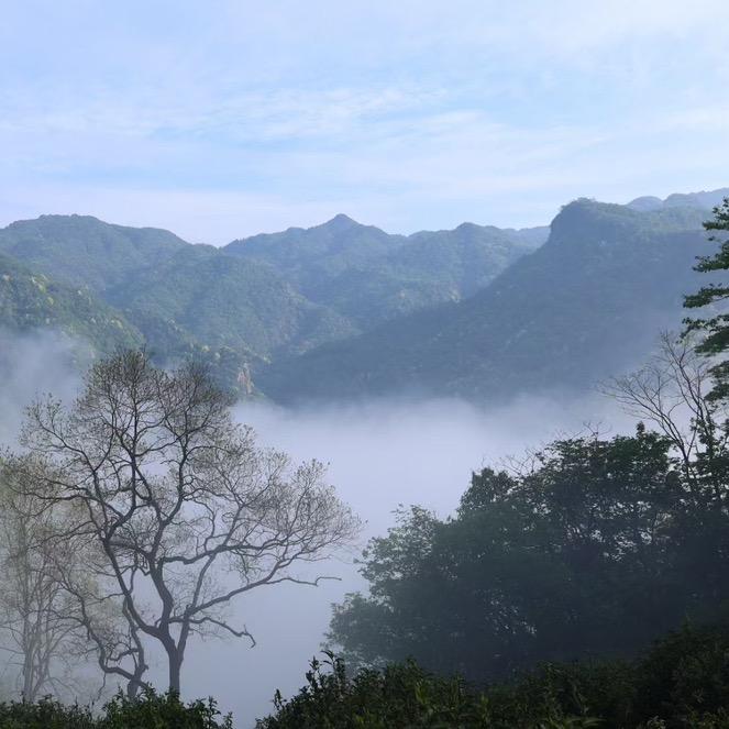 祁门红茶、黄山毛峰产地茶厂