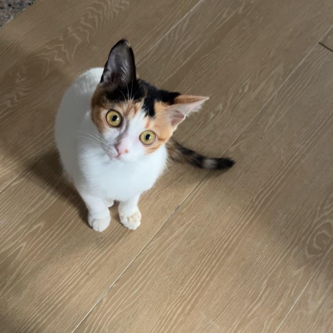 小花花
