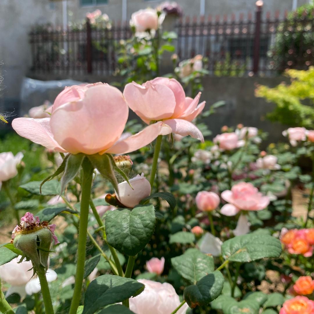 茉莉-