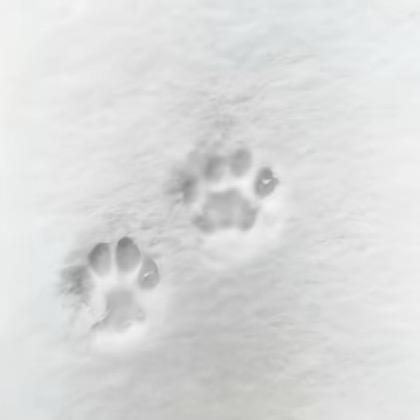半只橙
