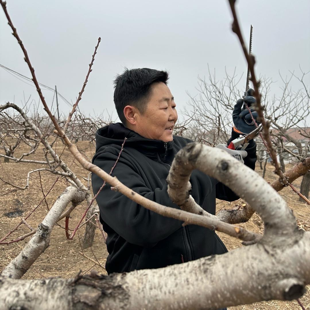 迁安水蜜桃支书