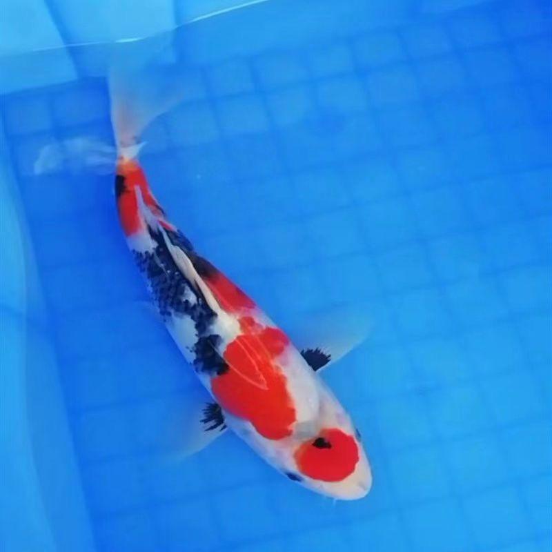 铭洋水族锦鲤一号