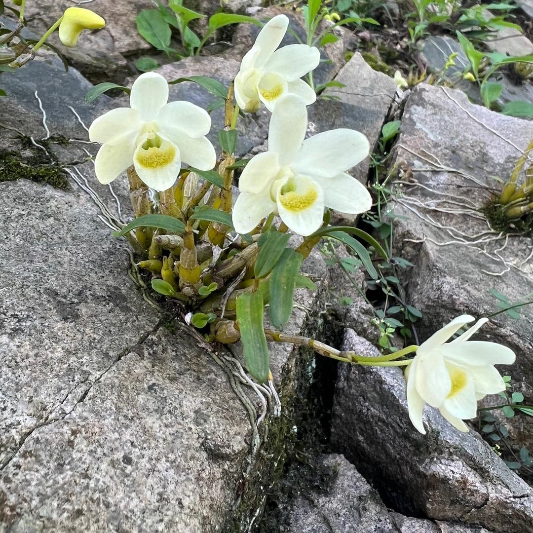 花开石上