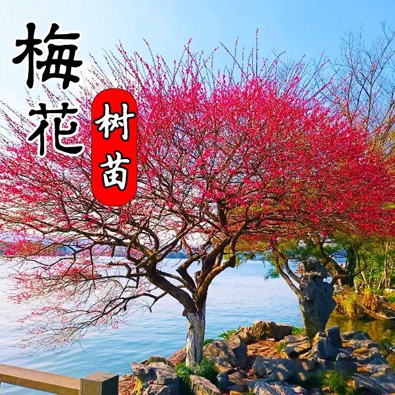如意花卉园林