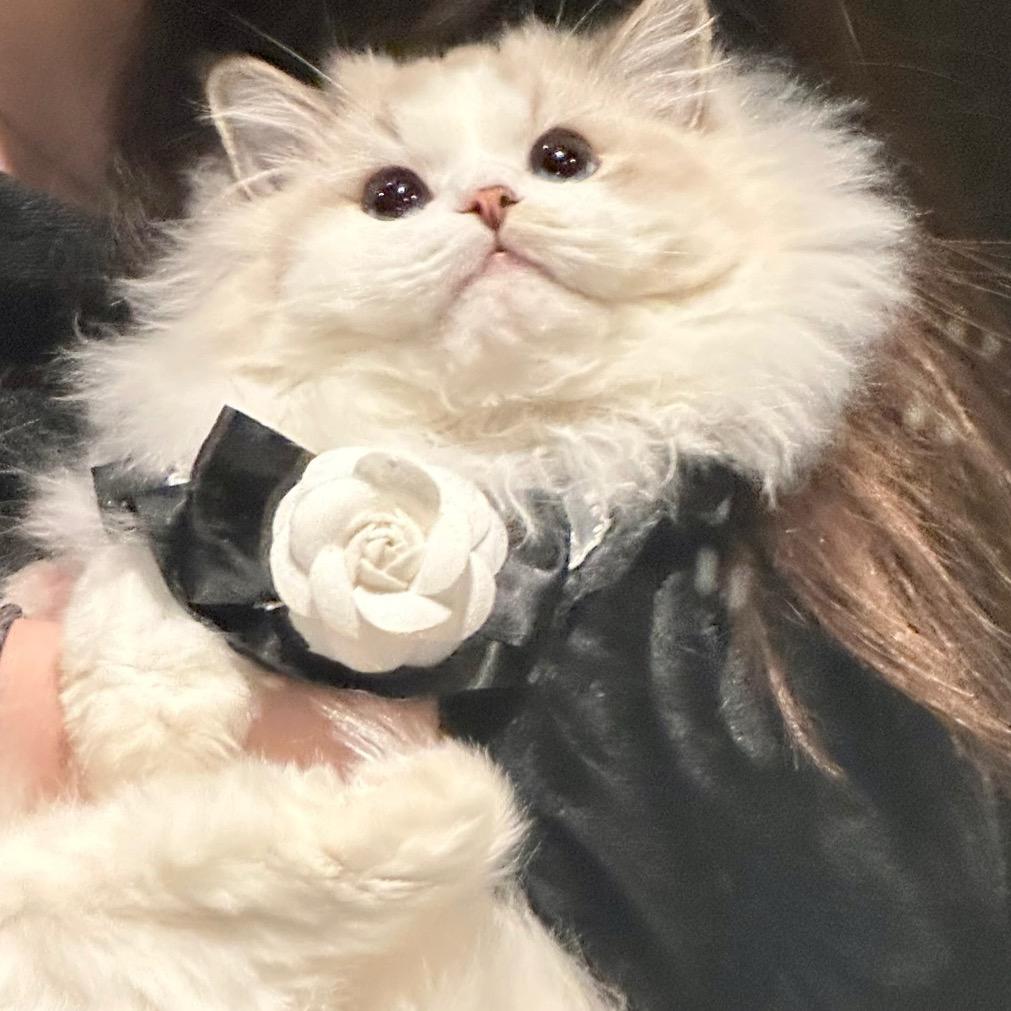 蒙蒙睡不醒.0v0（已婚暴躁版