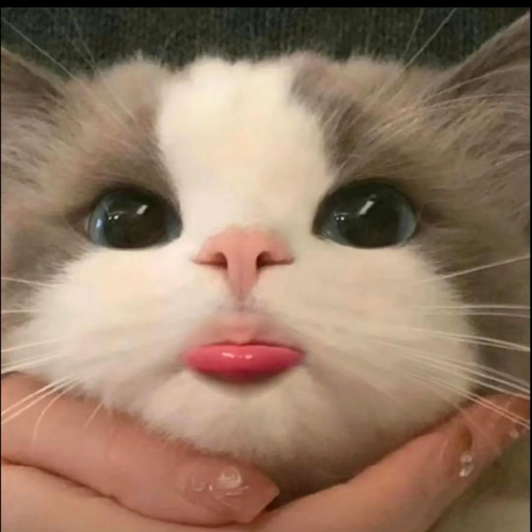 🐱喵喵🐱