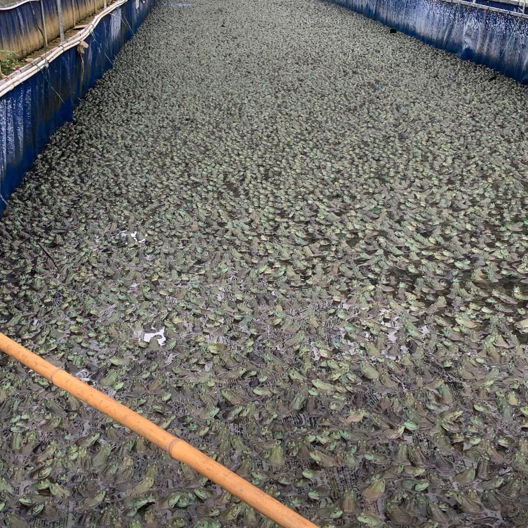 毒蝎