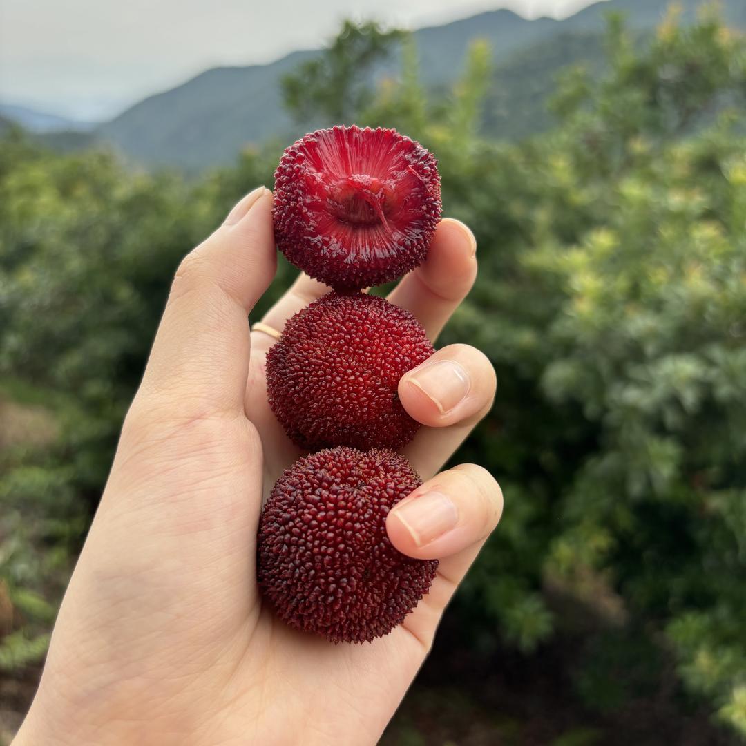 一口鲜仙居杨梅