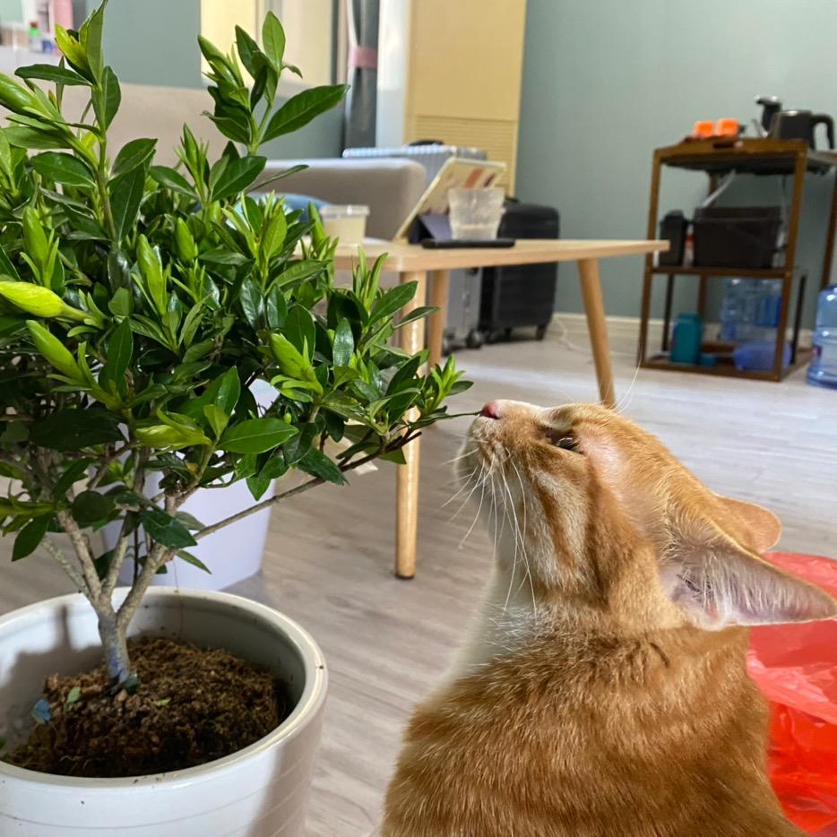 不想思考的小田