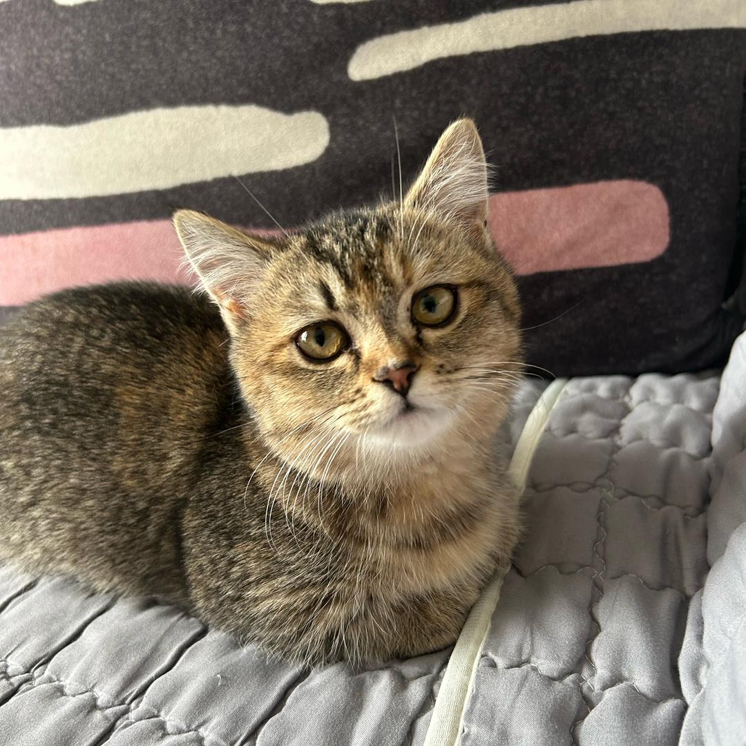 发财是只喵🐱