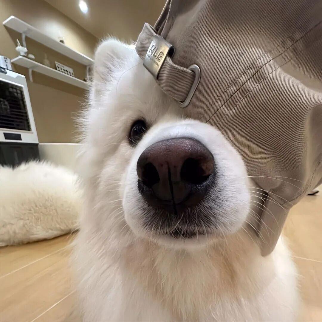 耐摔王
