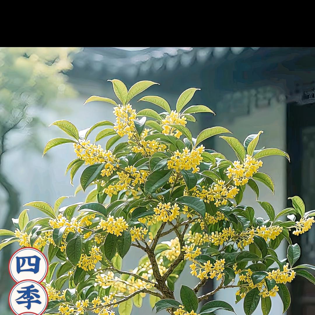 朝露桂花基地自产自销