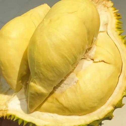 重生之我是榴莲大王（榴莲苗板）