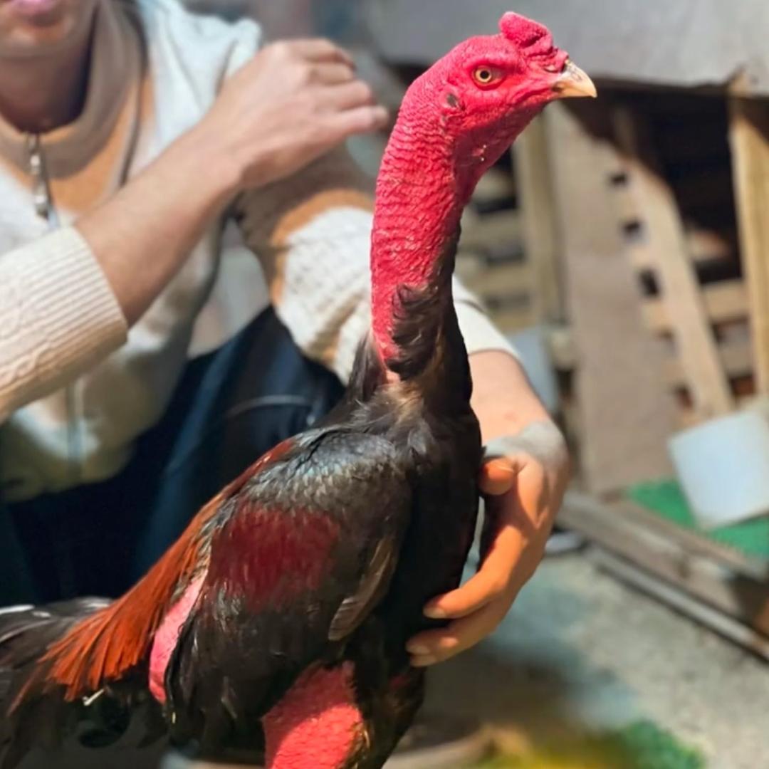 阿龙功夫斗鸡