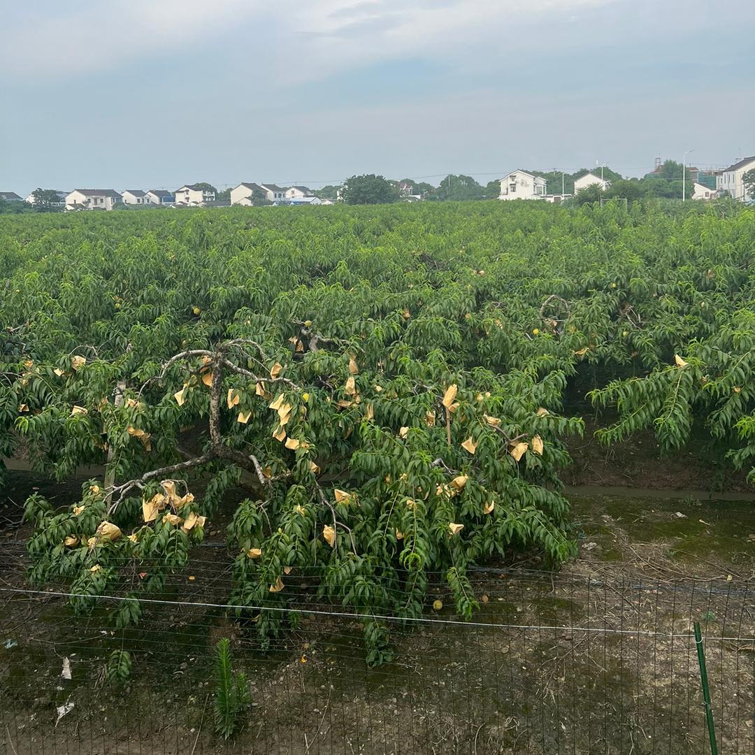 桃花源记黄桃采摘园