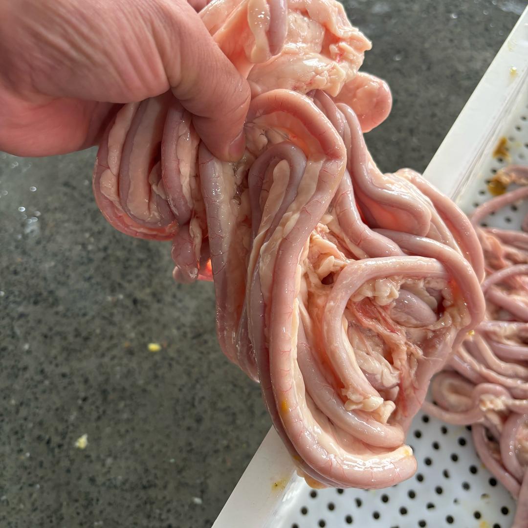 重庆鲜鹅肠冻鹅肠批发