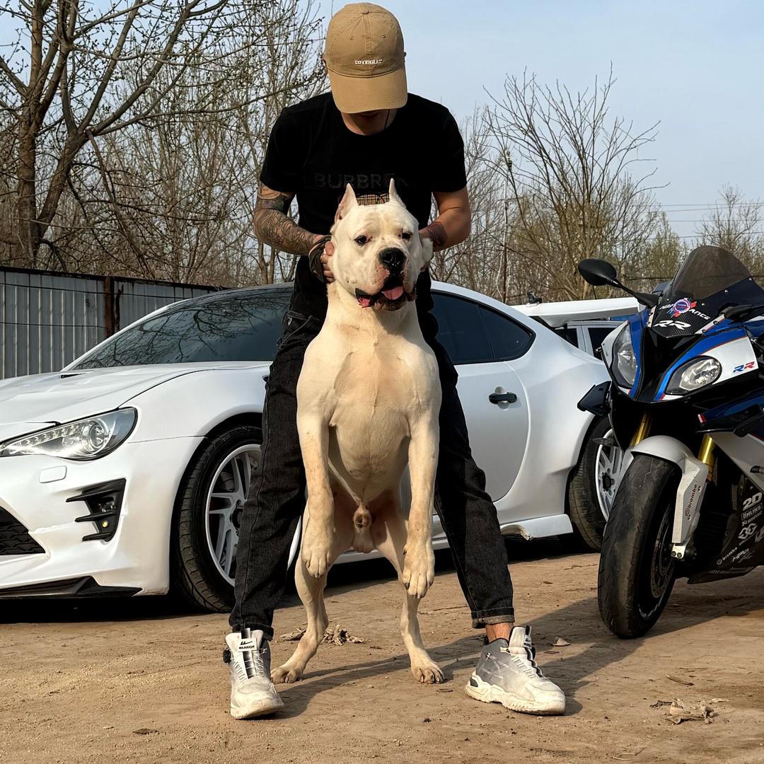 杜高犬-赛罗