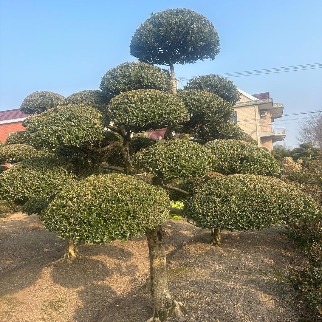 江苏省诺昌园林、
