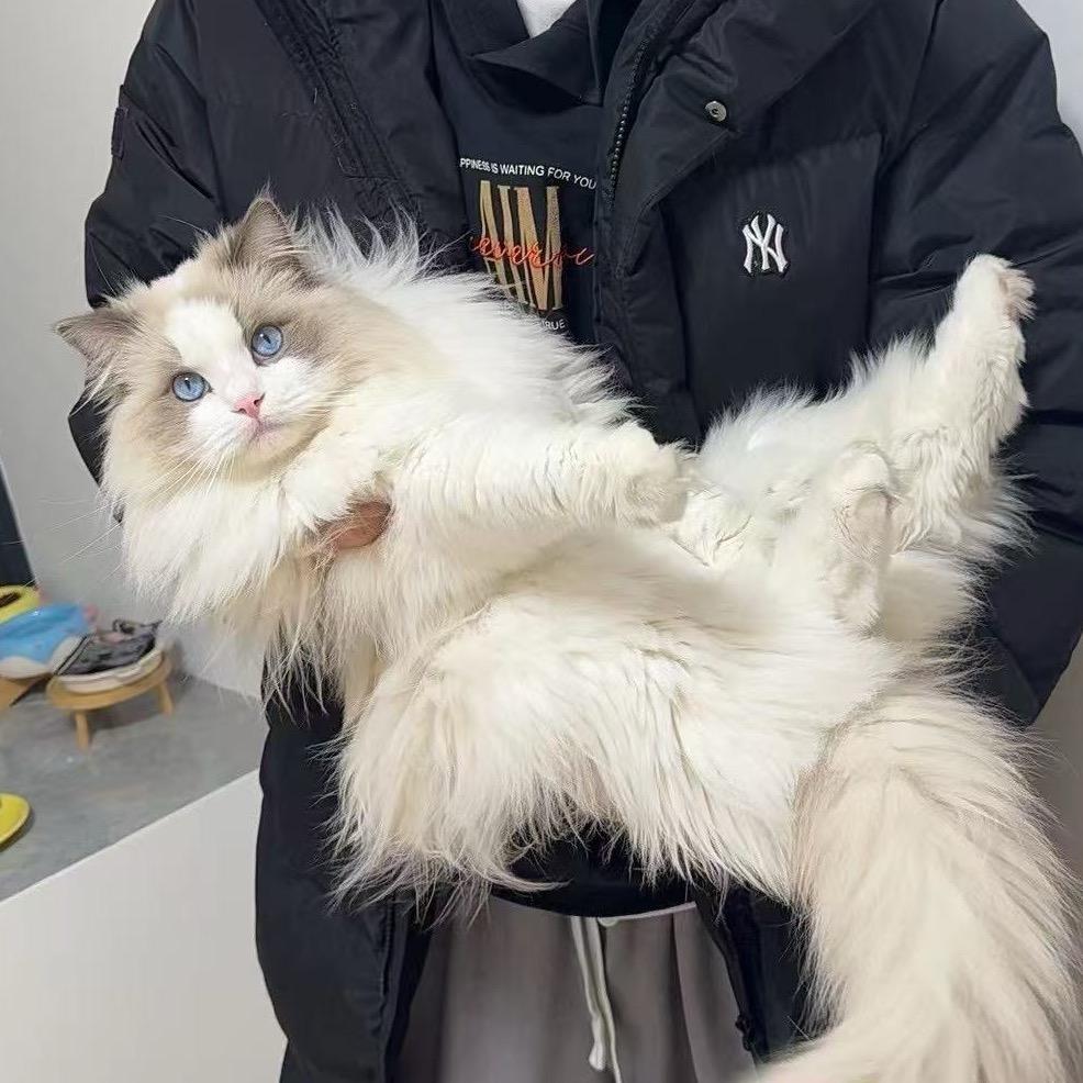 小峰布偶猫（小🍠悬赏榜首）