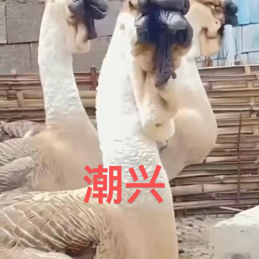 澄海潮兴狮头鹅2号