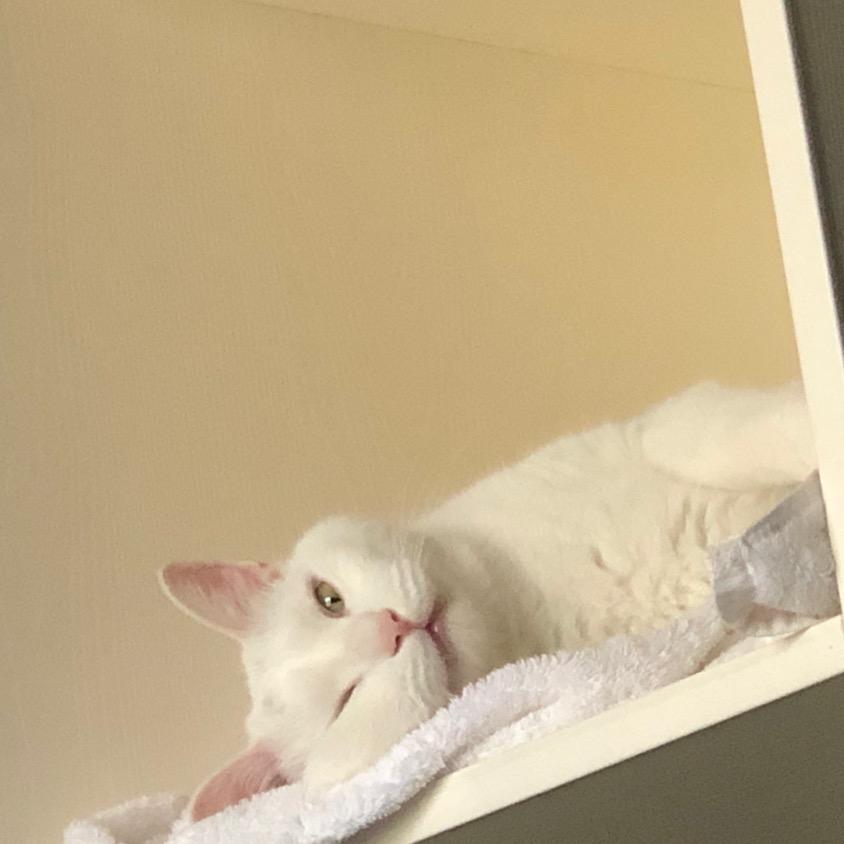 冰块是只猫