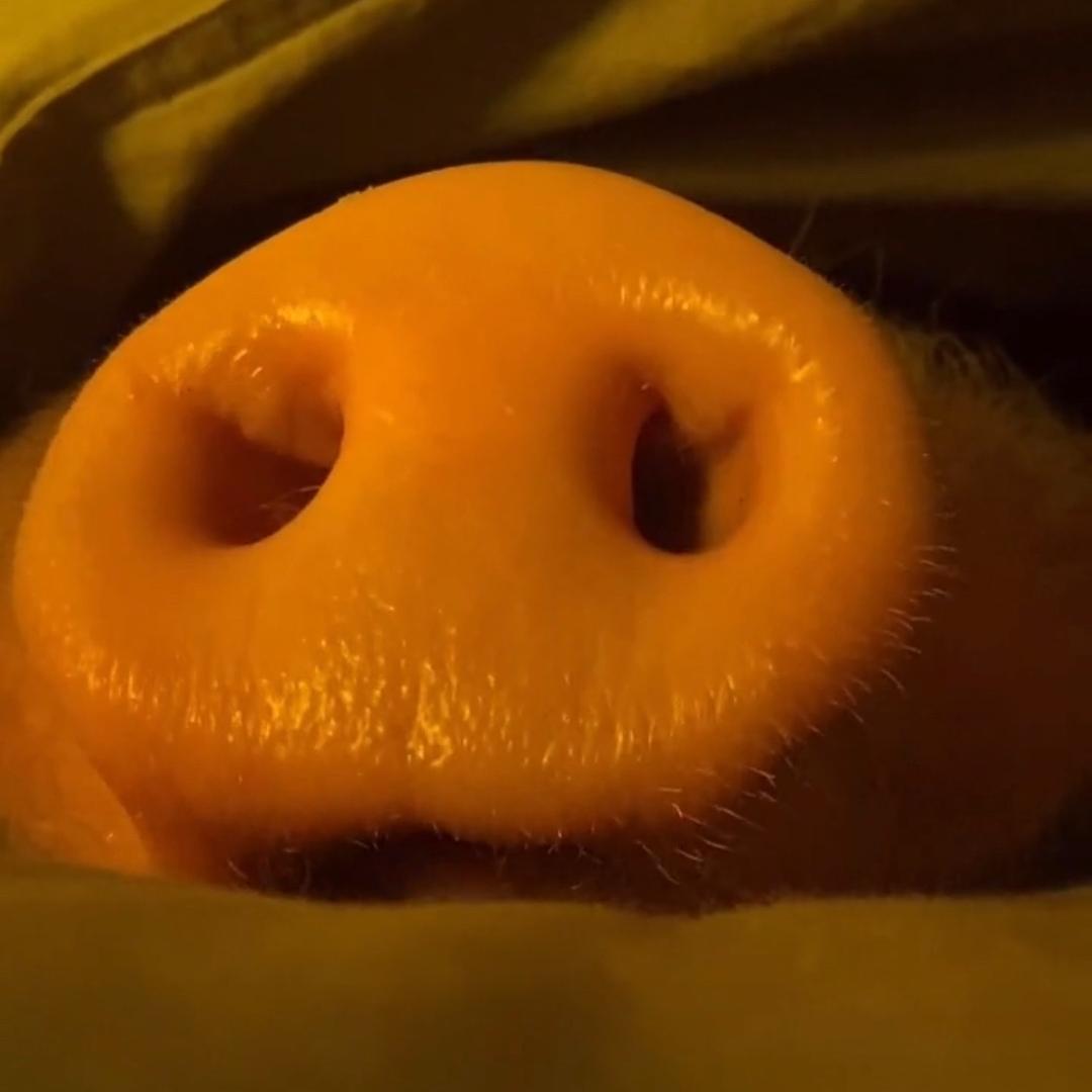 小猪鼻子