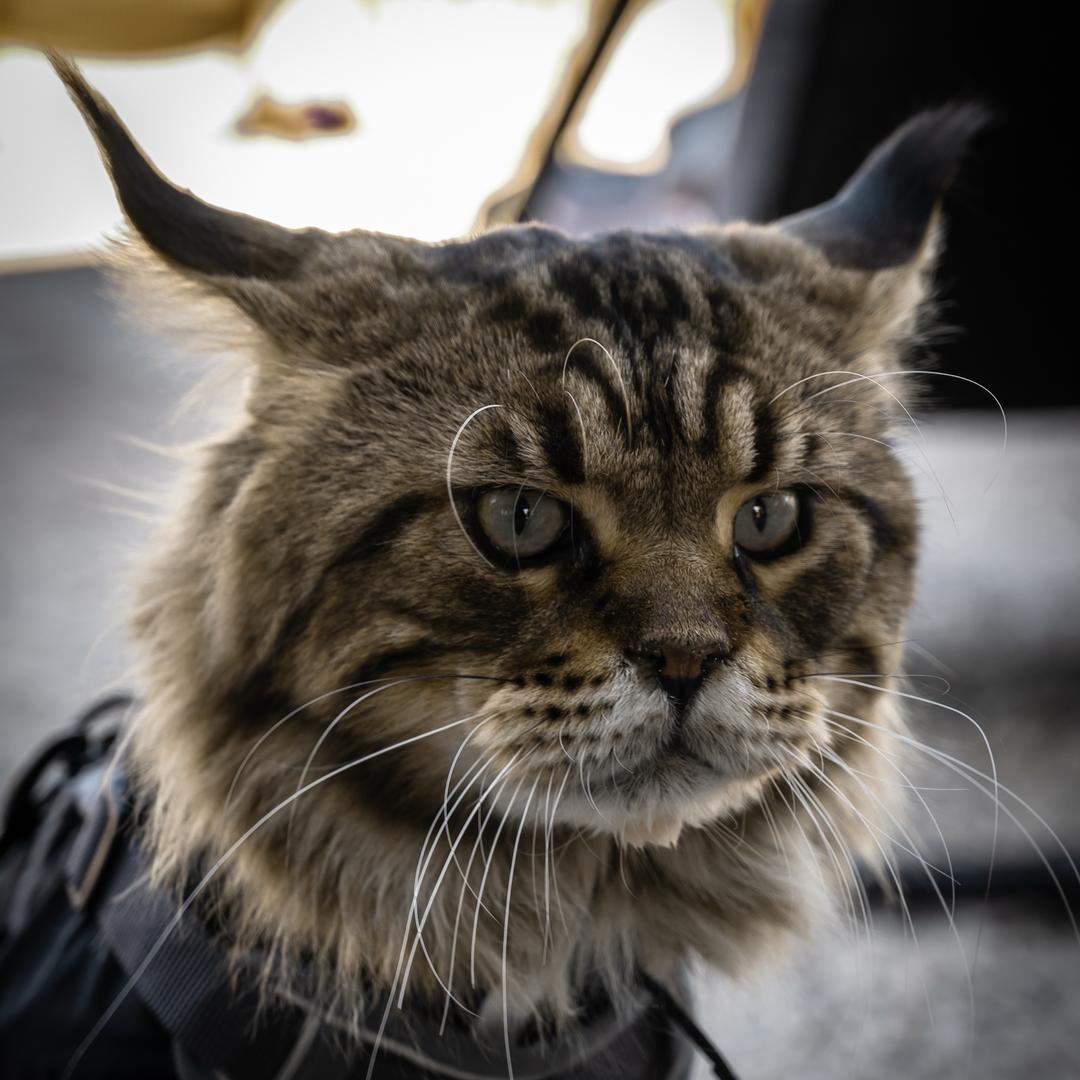 一只元大头@抖音