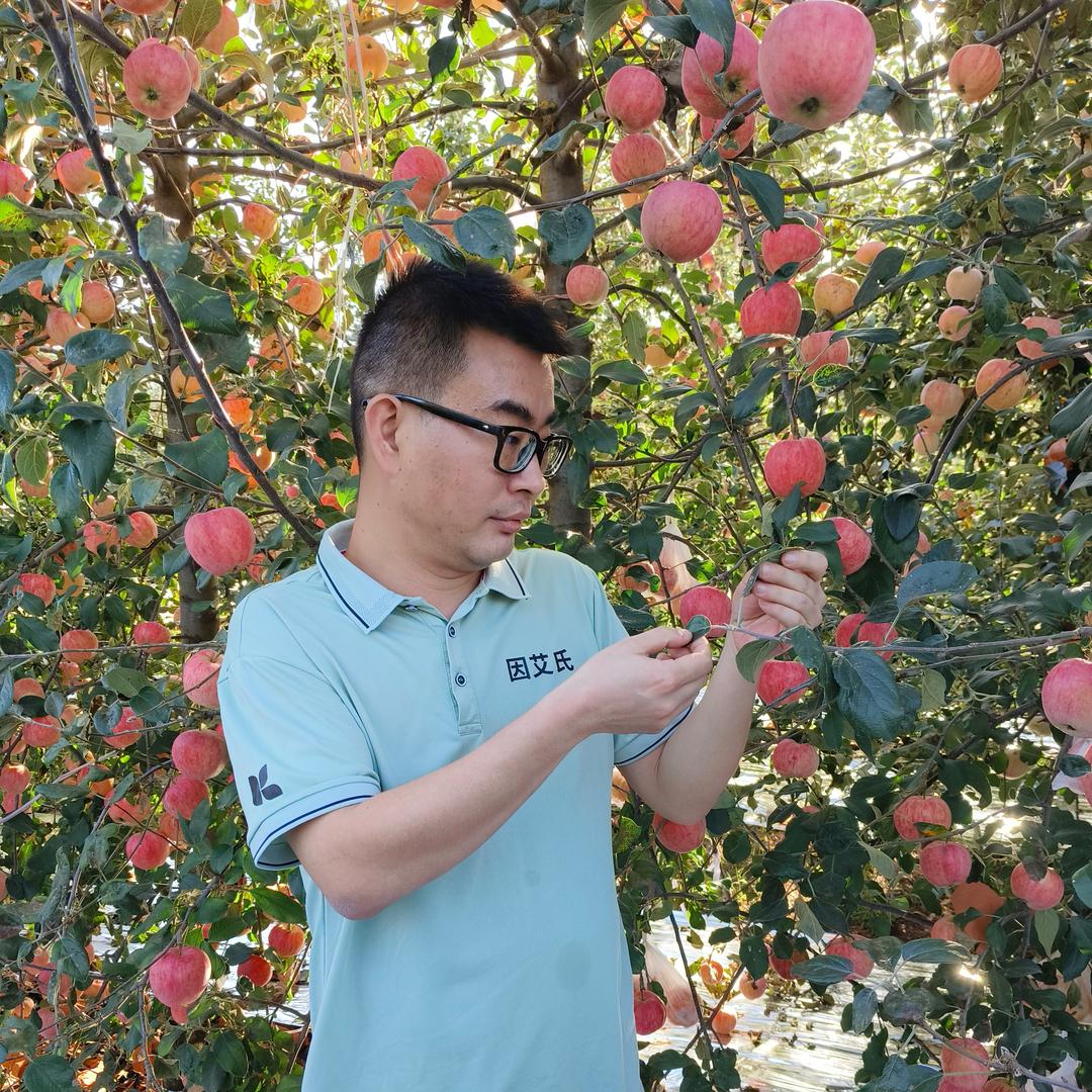 果树种植大明1618