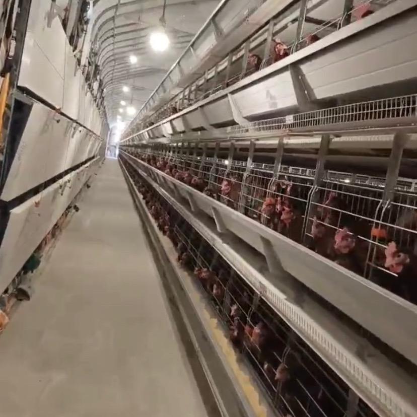 东台市佳秦畜牧设备（自动化养鸡设备）